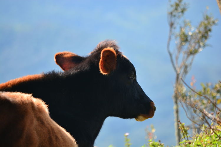 Close-up of a cow against the sky