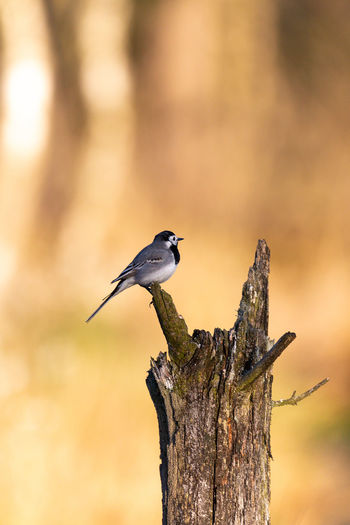 Close-up of bird perching on wood