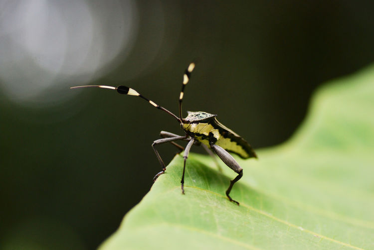 Close-up of insect