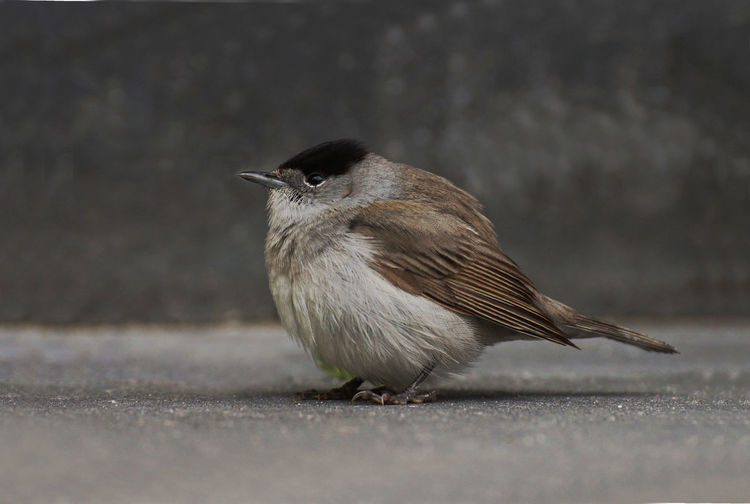 Close-up of bird perching outdoors
