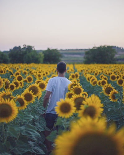 Rear view of person on sunflower field against sky