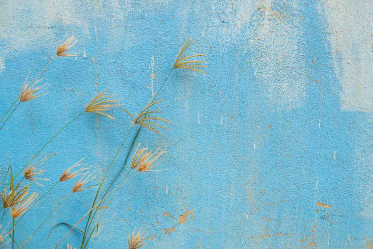 Grass flower with grunge textures and background