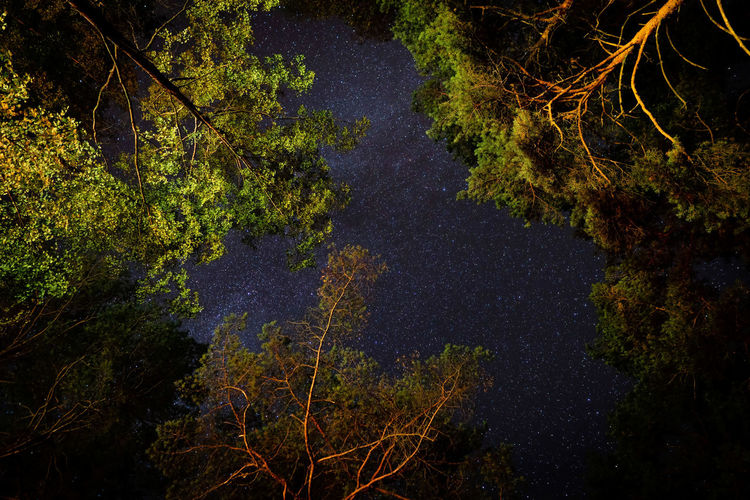 High angle view of trees by lake at night