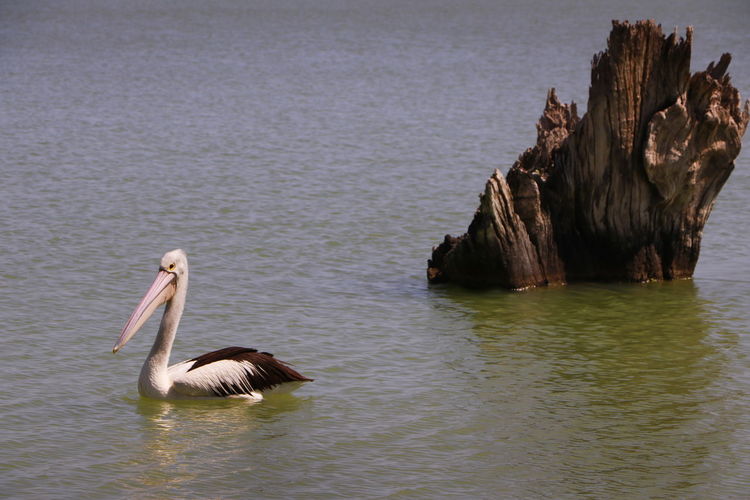 Duck swimming in sea