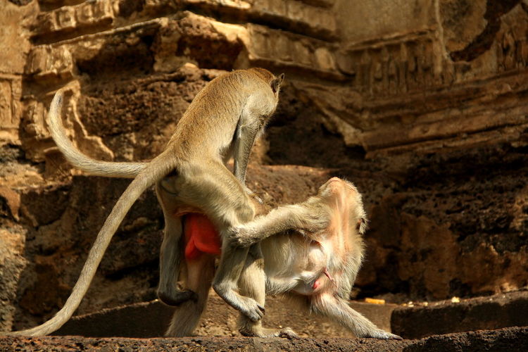 Low angle view of monkeys mating at prang sam yot