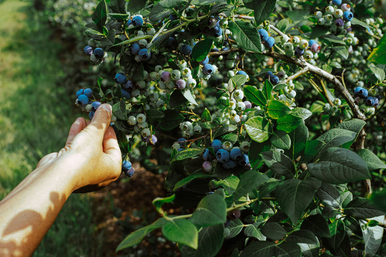 Hand of woman picking blueberries from tree