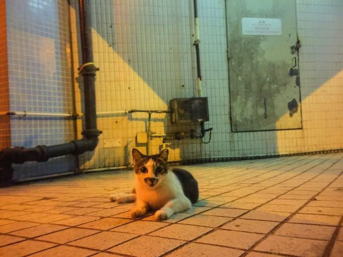 Portrait of cat on brick wall
