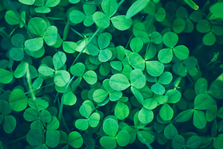 Natural shamrock field. spring holiday floral backdrop. green background st. patrick's day clovers