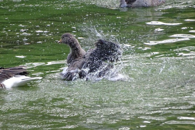 View of duck swimming in lake