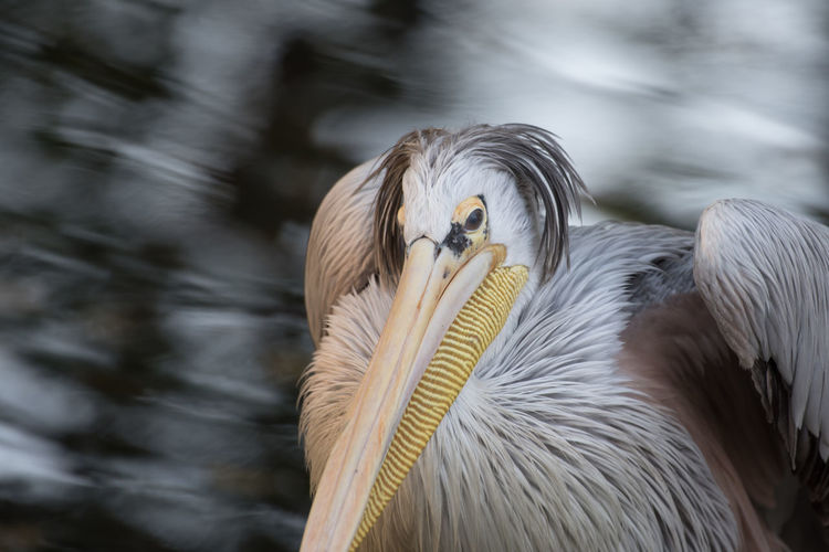 Close-up of pelican perching outdoors