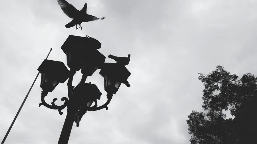 Low angle view of silhouette birds on street lamp against sky
