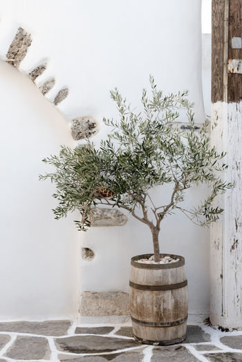 Close-up of potted plant against wall