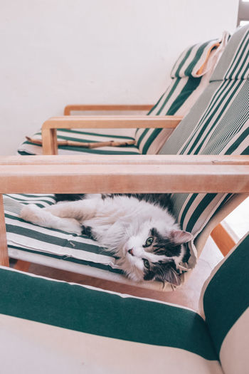 Portrait of cat lying on folding chair
