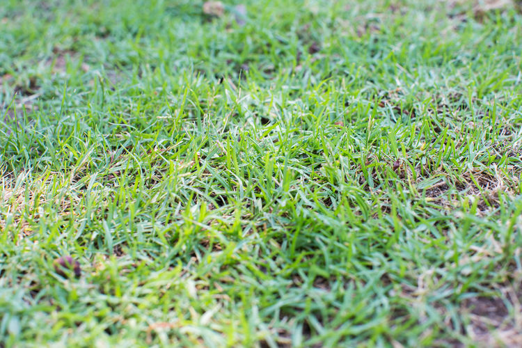 Full frame shot of grass on field