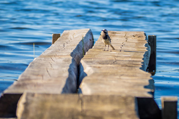 High angle view of bird perching on wooden post