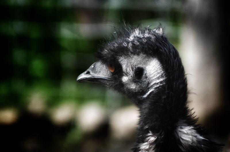 Close-up of emu at melbourne zoo
