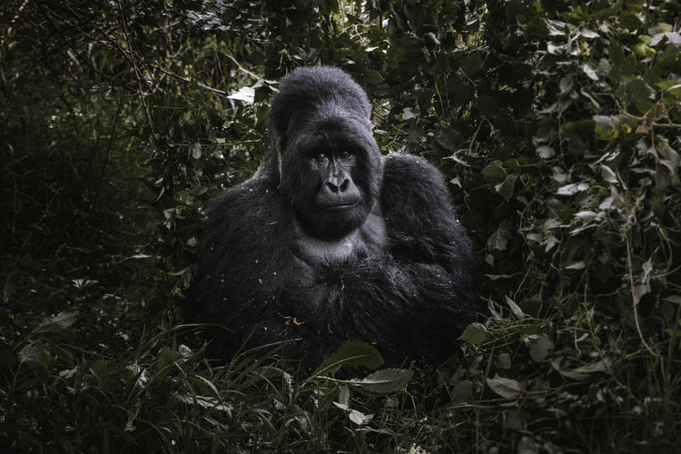 Alpha gorilla in the jungle of uganda.