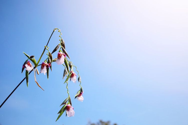 Low angle view of flowering plant against clear blue sky