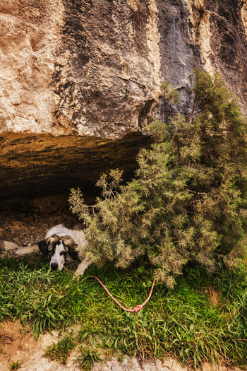 Dog on rock