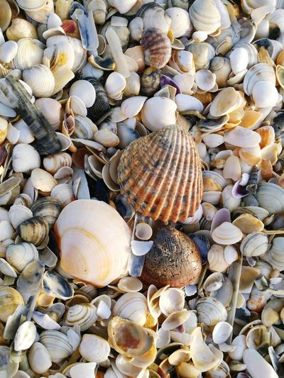 High angle view of seashells on pebbles at beach