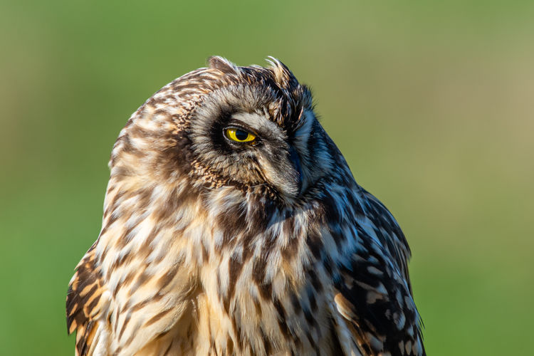 Portrait of a short eared owl asio flammeus