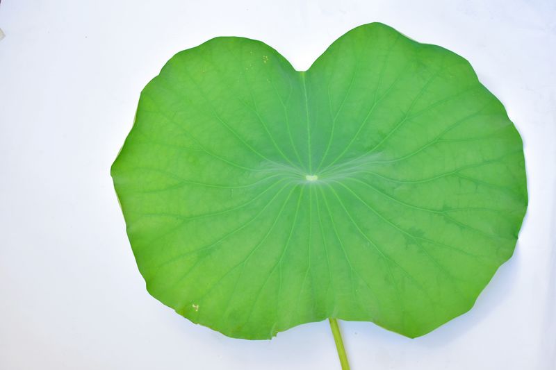 Directly above shot of green leaf on white background