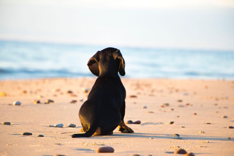 Black dog at beach against sky