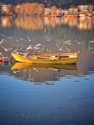Boats in lake with seagull's 