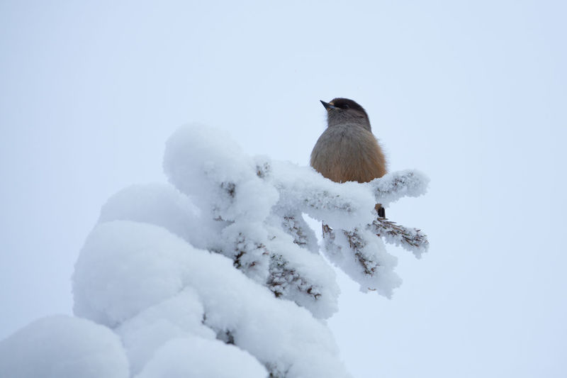 Low angle view of bird perching on snow covered landscape