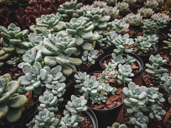 High angle view of succulent plant in market