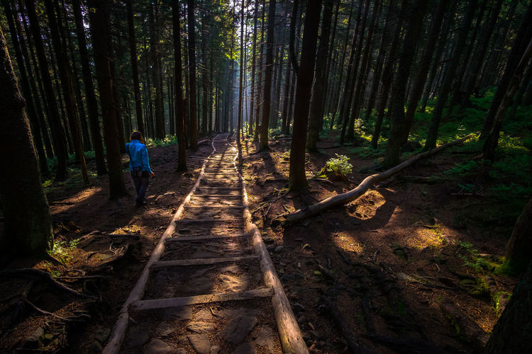 Rear view of people walking on footpath in forest