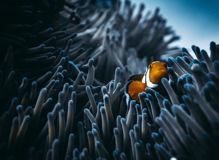 Fish swimming in sea