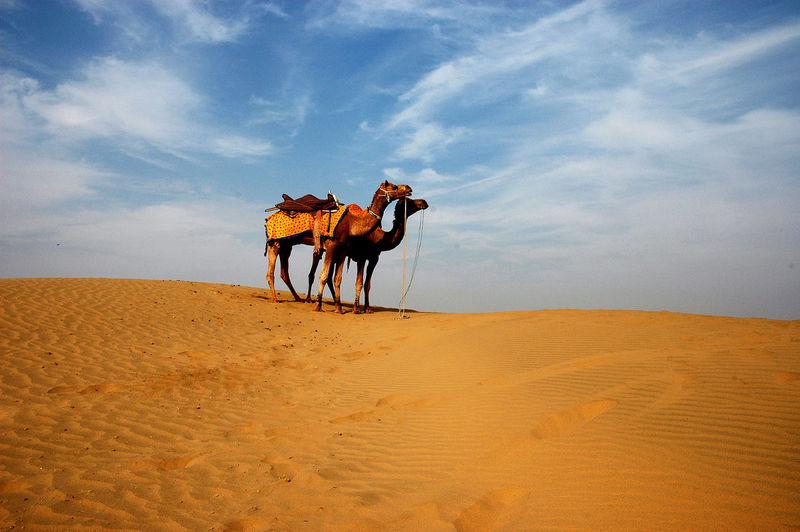 Camel in a desert 