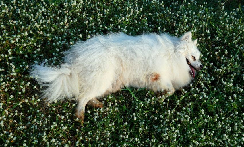High angle view of dog lying on grassy field