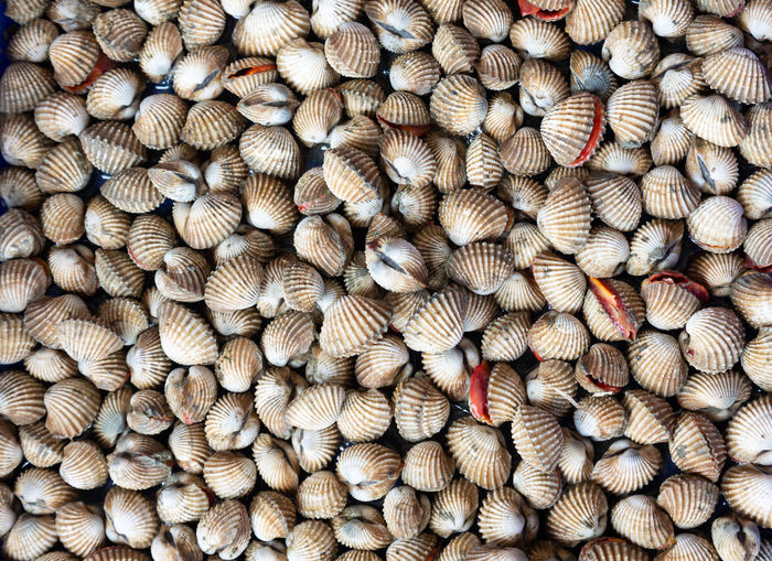 Top view shot of many living cockle which is one kind of shellfish in asian market for food cooking 