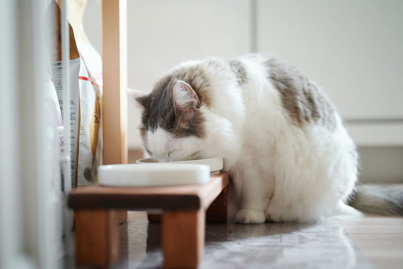 White cat eating from a bowl at home 