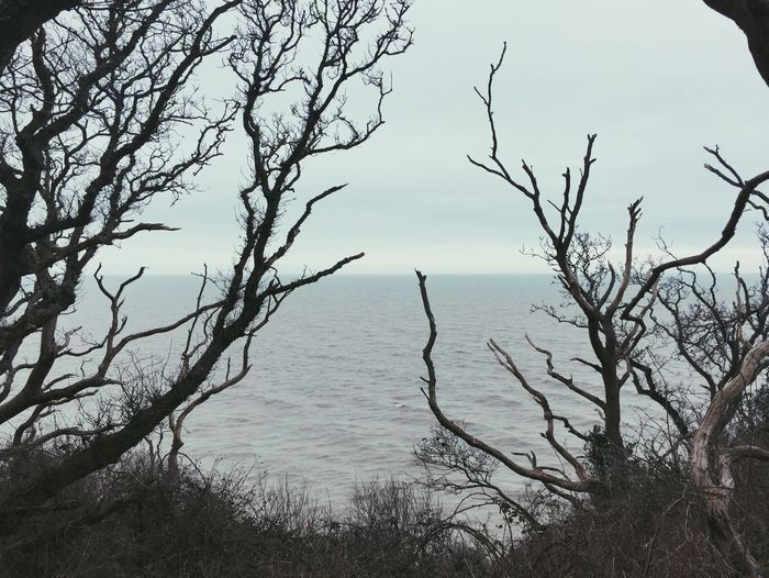 Bare trees by sea against sky