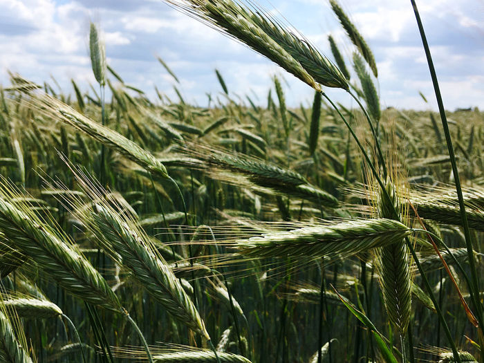 Close-up of grain growing on field against sky