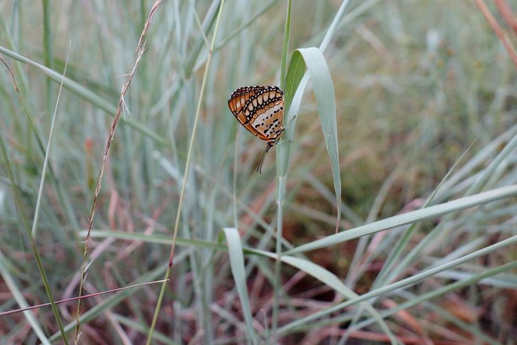 High angle view of butterfly on grass