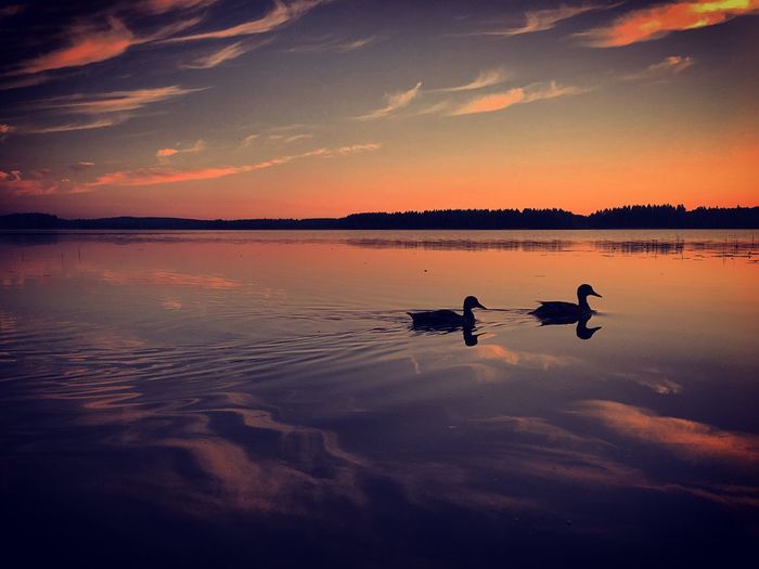 Silhouette ducks swimming in lake during sunrise