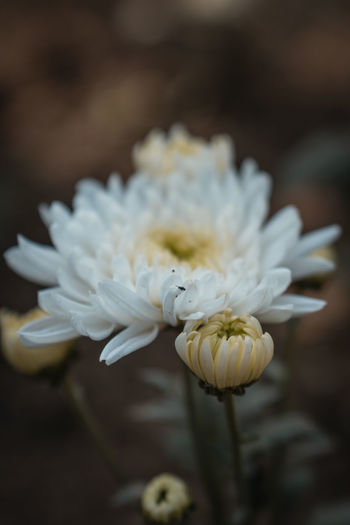 Close-up of white flowering plant