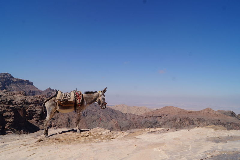 Donkey and desert mountains