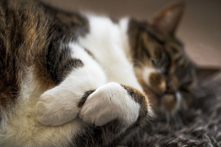 Close-up of cat sleeping