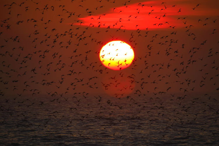 Flock of birds flying against orange sky
