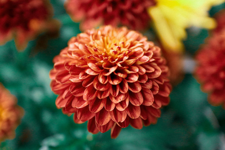 Close-up of red dahlia