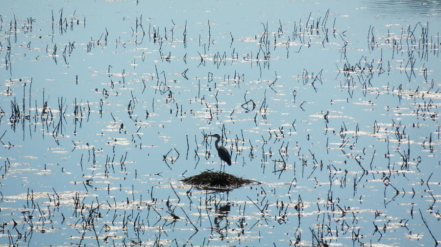 Heron perching on heap in lake