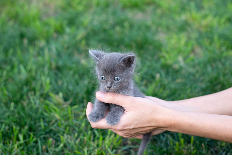 Midsection of person holding kitten in grass
