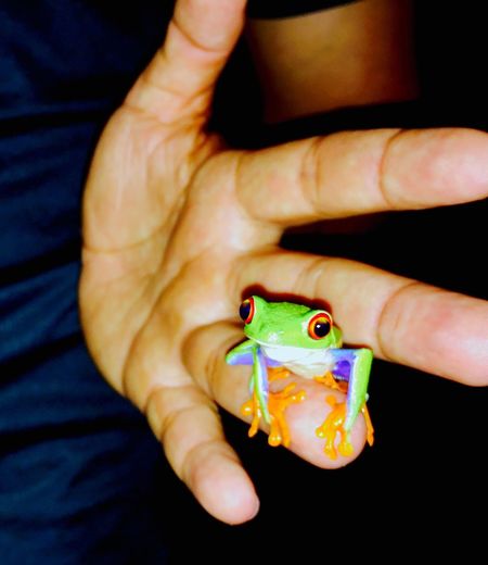 Close-up of frog on human hand