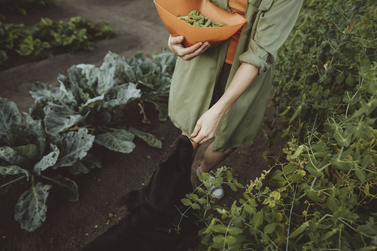 Mature woman feeding green pea to dog in garden