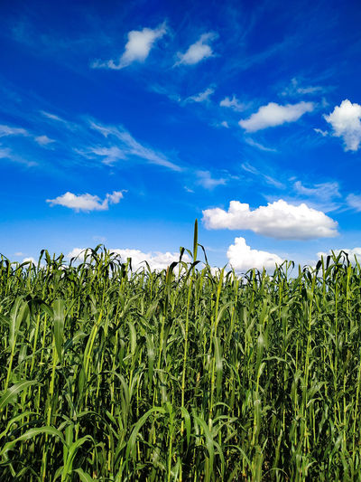 Beautiful blue sky with white clouds against millet plants